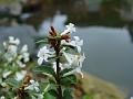 2008-0316_1505_Osmanthus_7.0_C